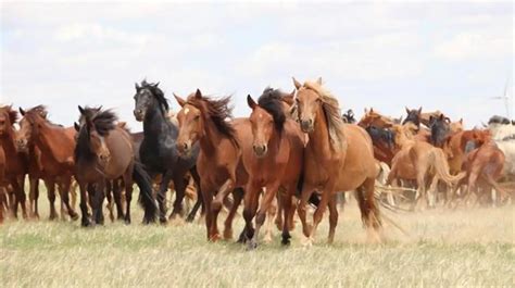 origen de los caballos modernos.